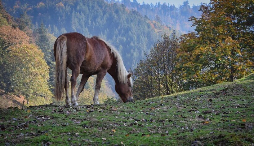 Ein Pferd grast friedlich in den Bergen, umgeben von grünen Wiesen und majestätischen Berggipfeln