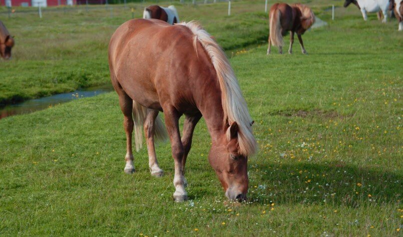 Ein pferd genießt die saftigen Gräser