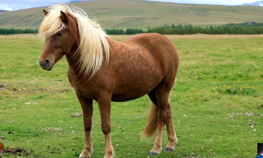 Ein Pferd steht auf einer Wiese