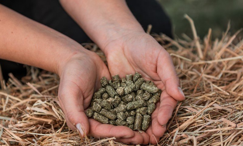 Osoba drži šaku krmiva u rukama