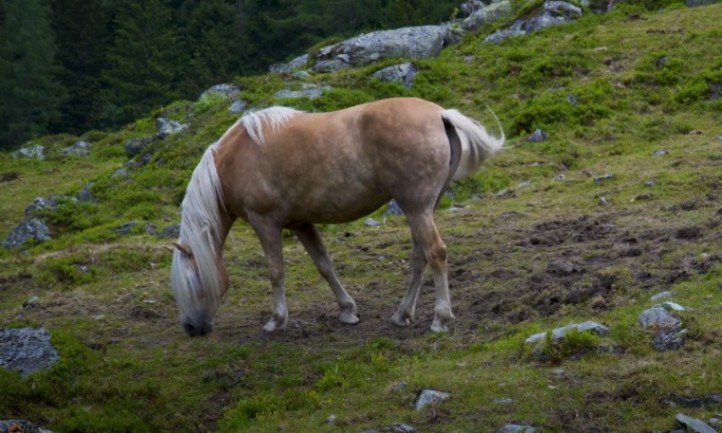 Konj pase travu u polju