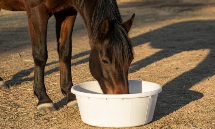 Dunkles Pferd trinkt aus weißem Trog auf trockenem Boden im Sonnenlicht