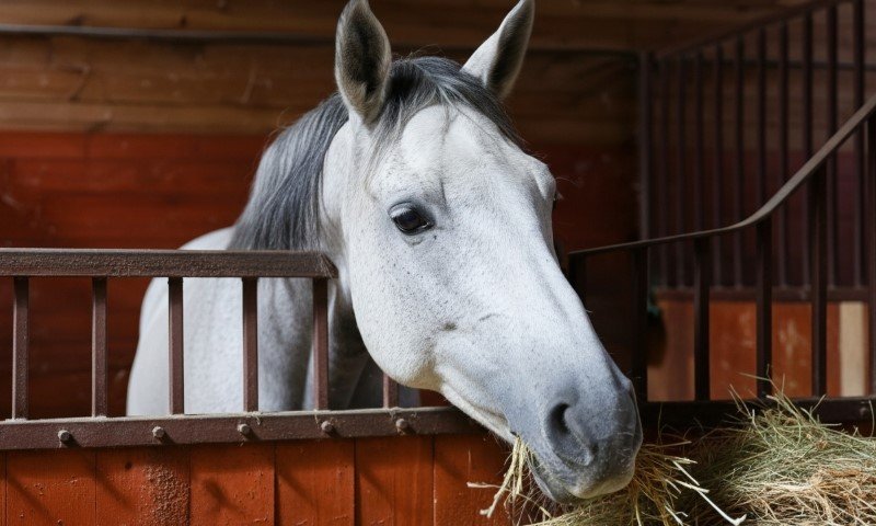 Schimmelkopf mit grauer Mähne frisst Heu aus der Box