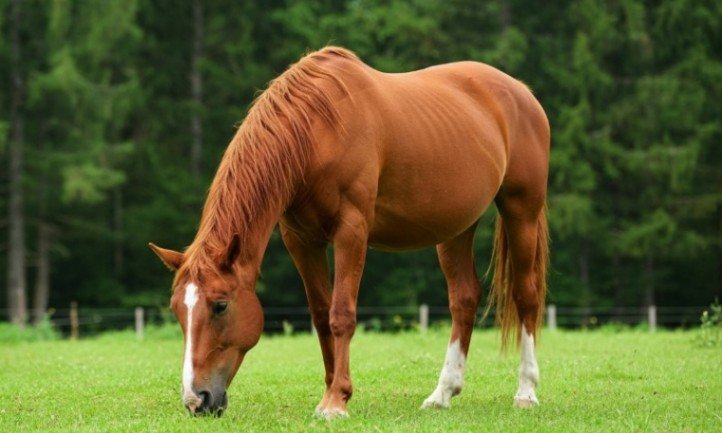 Ein Pferd grast friedlich auf einer Wiese