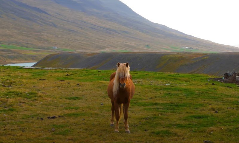 Konj stoji na livadi s planinom u pozadini