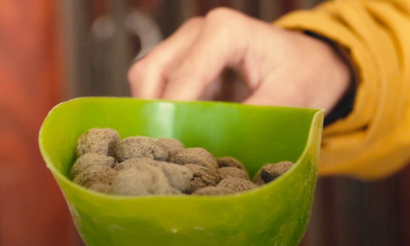 Osoba drži zeleni zdjelu ispunjenu hranom za konje