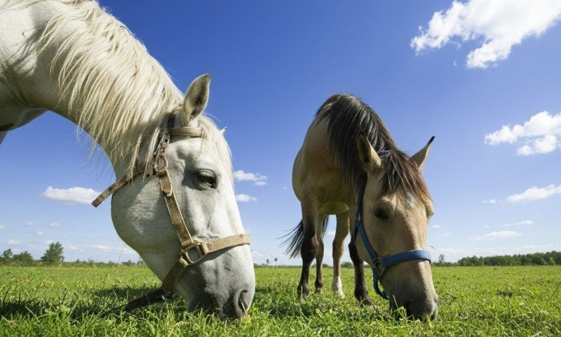 Zwei Pferde, eines weiß und eines braun, grasen friedlich auf einer leuchtend grünen Wiese unter strahlend blauem Himmel mit vereinzelten weißen Wolken