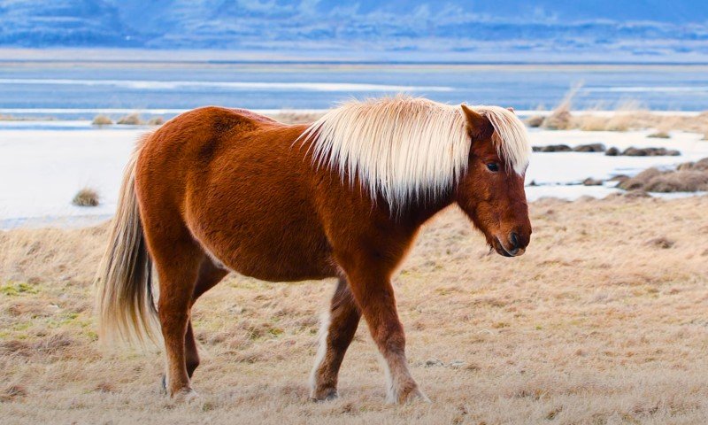 Konj s dugom grivom stoji na polju, pripadnik islandske pasmine