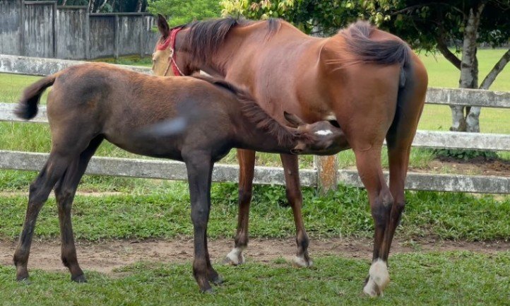 Ein Pferd mit ihrem Fohlen in einer grünen Wiese