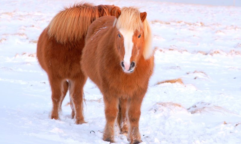 Dva islandska konja stoje u snijegu