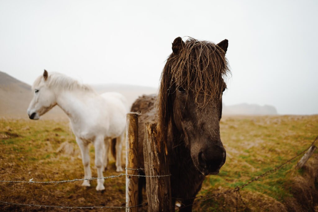 icelandic horses picjumbo com