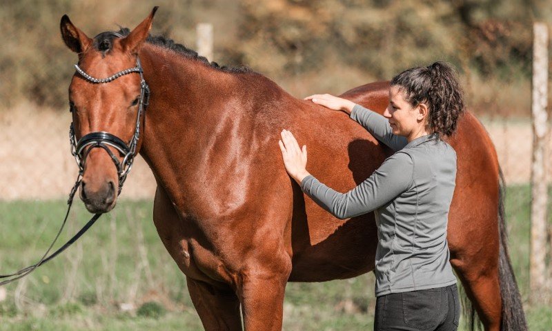 Body Condition Score Pferd