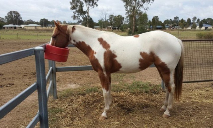 Ein braun-weißer Pferd frisst aus einem roten Eimer