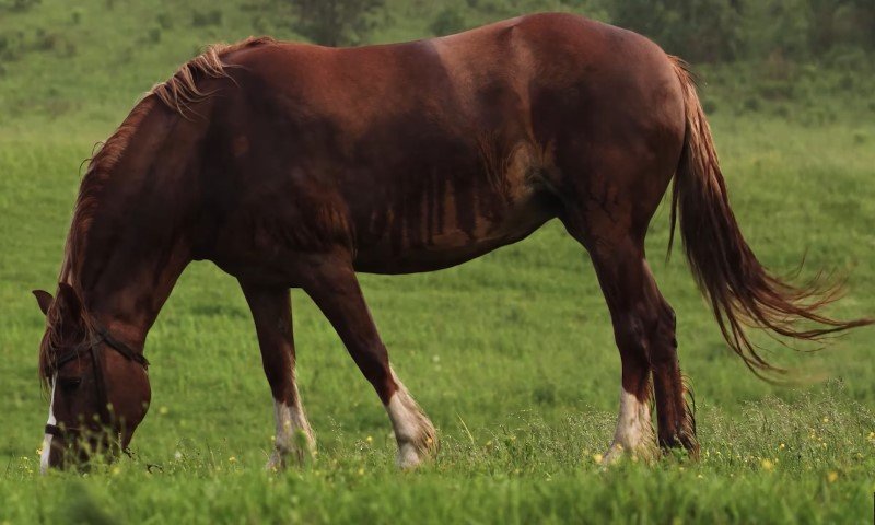 Ein Pferd grast friedlich in einem weitläufigen Feld