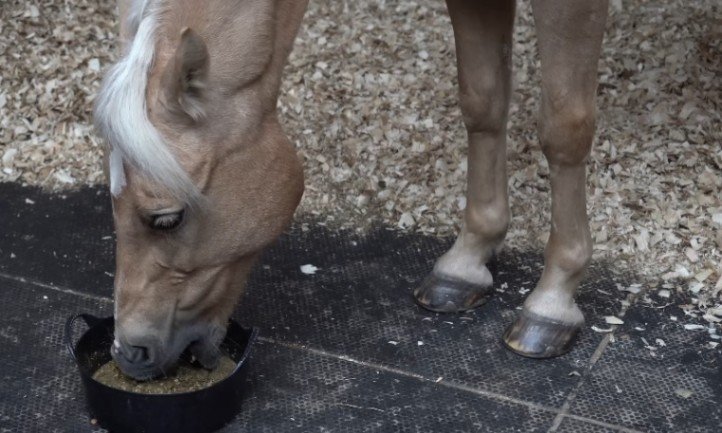 Ein Pferd frisst aus einem Eimer