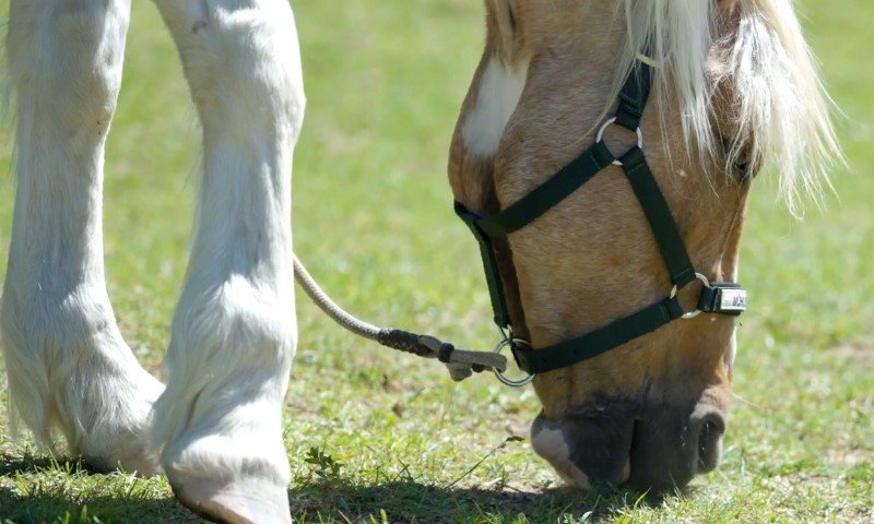 Pferd richtig einschaetzen BCS
