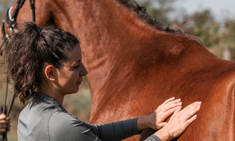 Pferdegesundheit Leitfaden