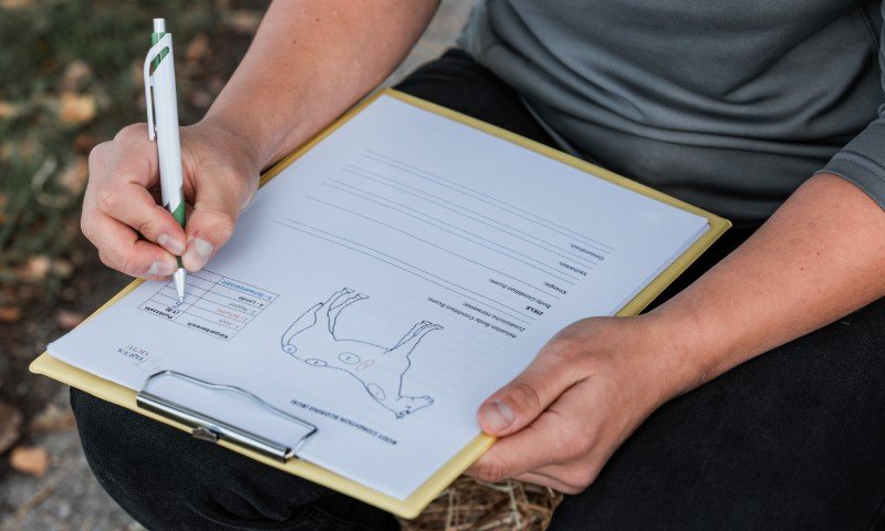 Tierärztliche Untersuchung: Hände halten Klemmbrett mit Tierzeichnung und füllen Formular mit grün-weißem Stift aus