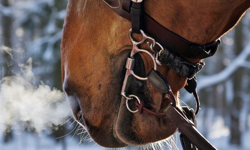 Nahaufnahme eines braunen Pferdes, dessen Atem in der kalten Winterluft sichtbar wird