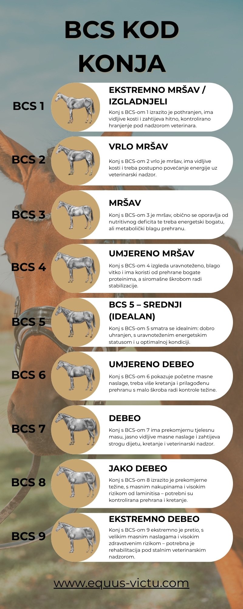 BCS konji infografik