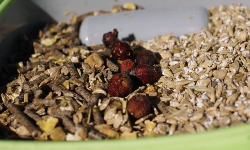 Nahaufnahme von Tierfutter: Pellets, Getreideflocken und getrocknete rote Beeren in einer hellgrünen Schale