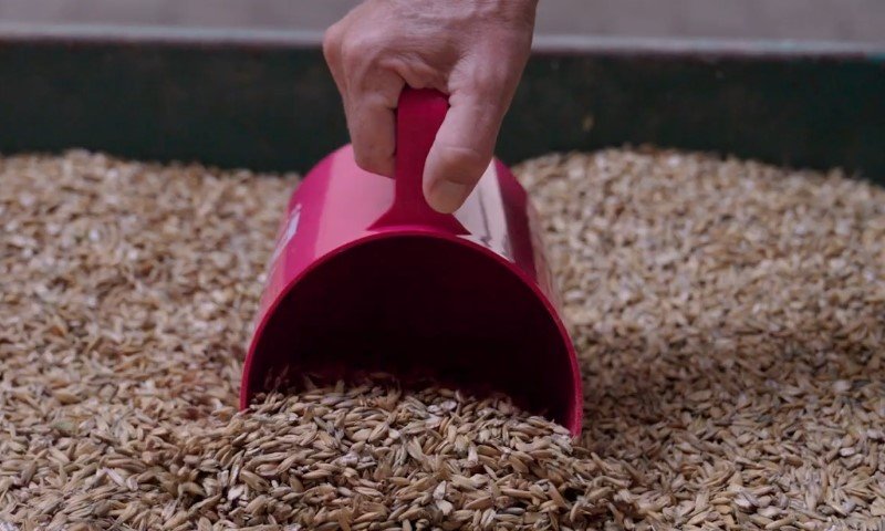Hand schöpft goldbraunes Getreide mit einem leuchtend rosafarbenen Schaufel aus einem Behälter